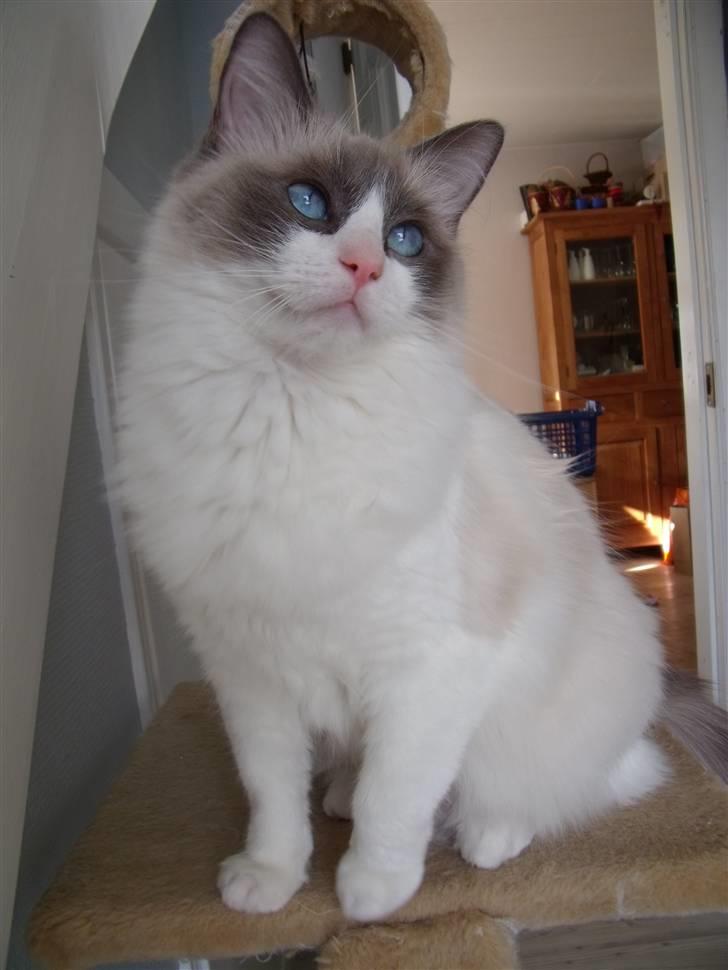 Ragdoll Big-Bang Nightsky Holly - vores smukke prinsesse billede 9