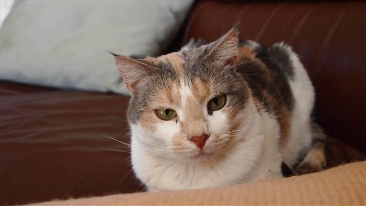 Huskat Matilde - Matilde, er adopteret nu. og vi har lovet matilde at hun aldrig bliver svigtet igen. håber hun bliver vel modtaget her ude. billede 1