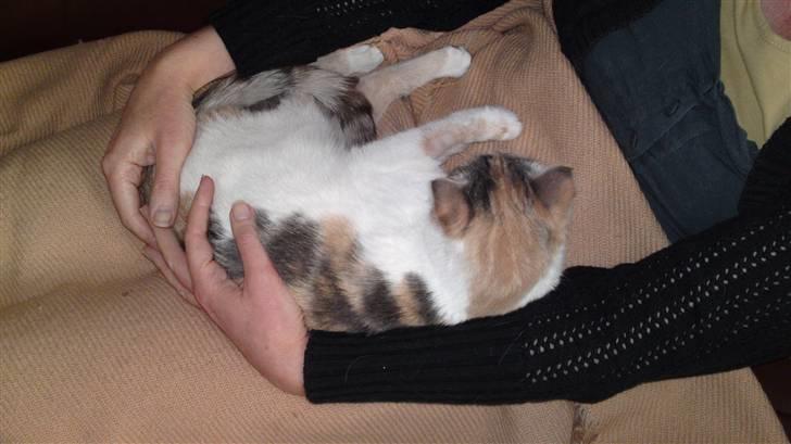 Huskat Matilde - Her i huset elsker vi vores kat. hun er bare dejlig. billede 2