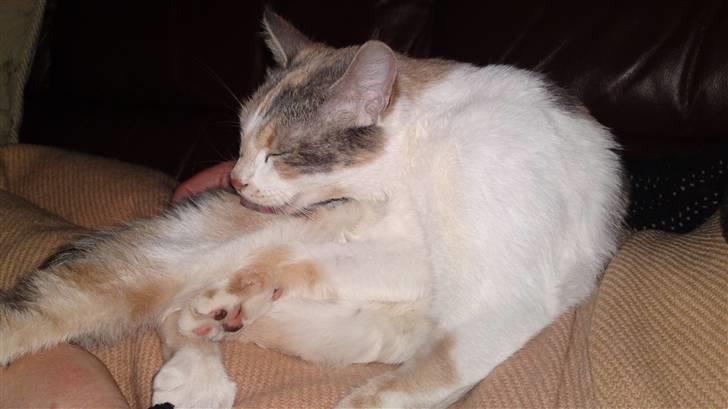 Huskat Matilde billede 3