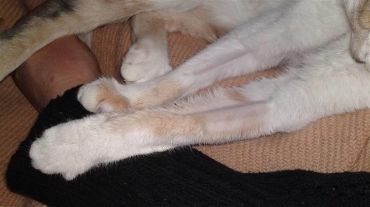 Huskat Matilde - Hun var så udsuldet at hun måtte have drop. Derfor denne barbering. ! billede 4