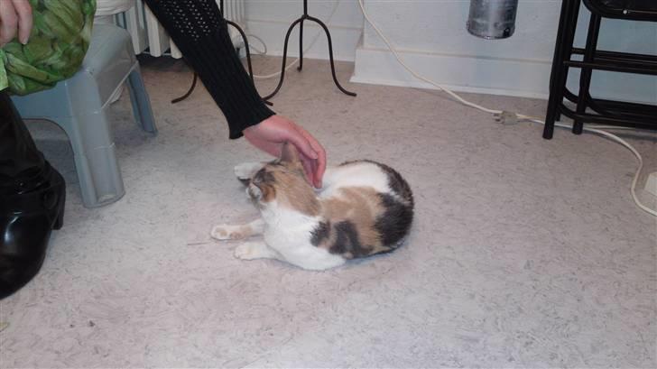 Huskat Matilde - Fotos fra dyrlægen. da vi mødte hende føreste gang. billede 5