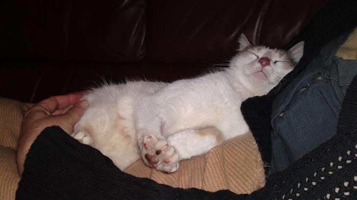 Huskat Matilde billede 6