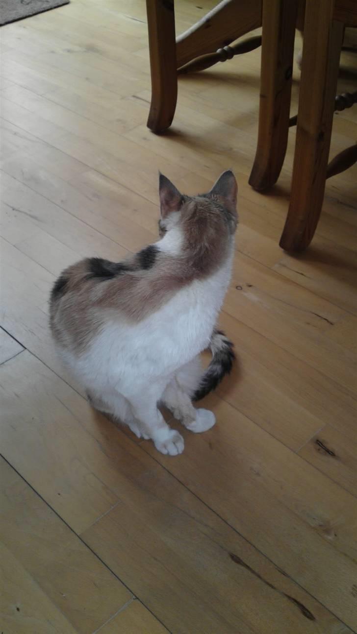 Huskat Matilde billede 7