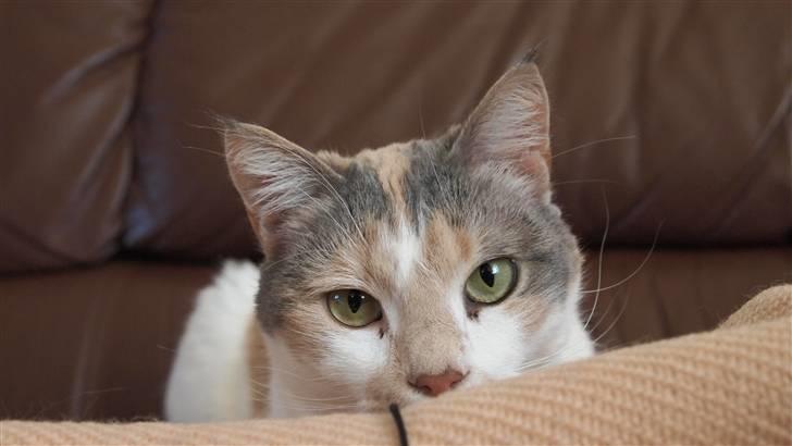 Huskat Matilde billede 8