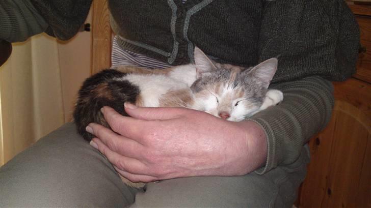 Huskat Matilde billede 9