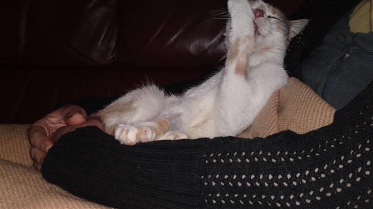 Huskat Matilde billede 10