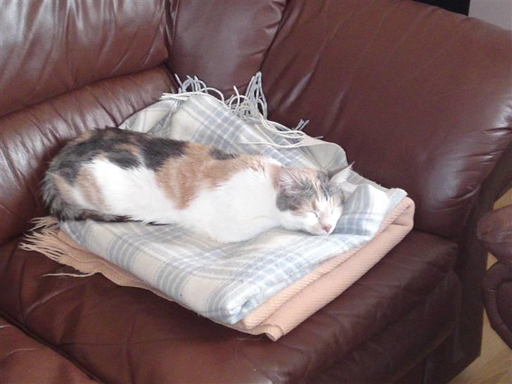 Huskat Matilde - Sådan er livet Nu.! billede 11