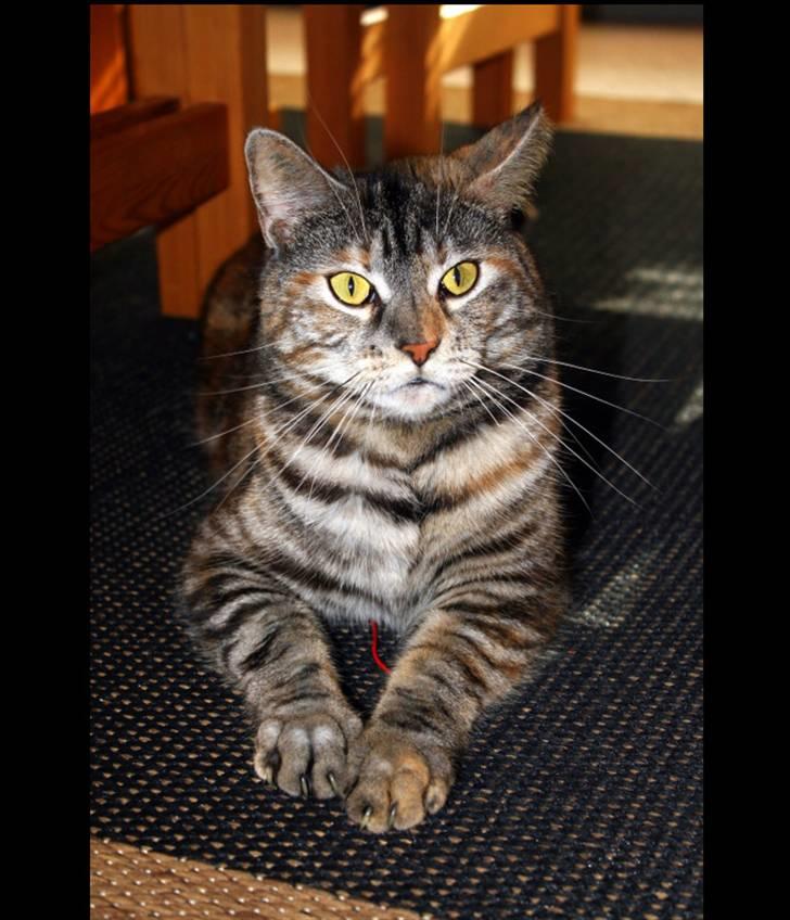 Blanding af racer Isabella billede 10