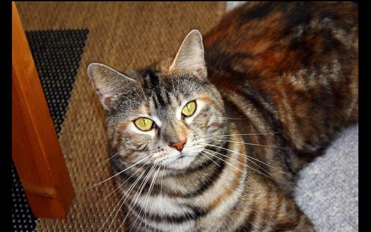 Blanding af racer Isabella billede 11