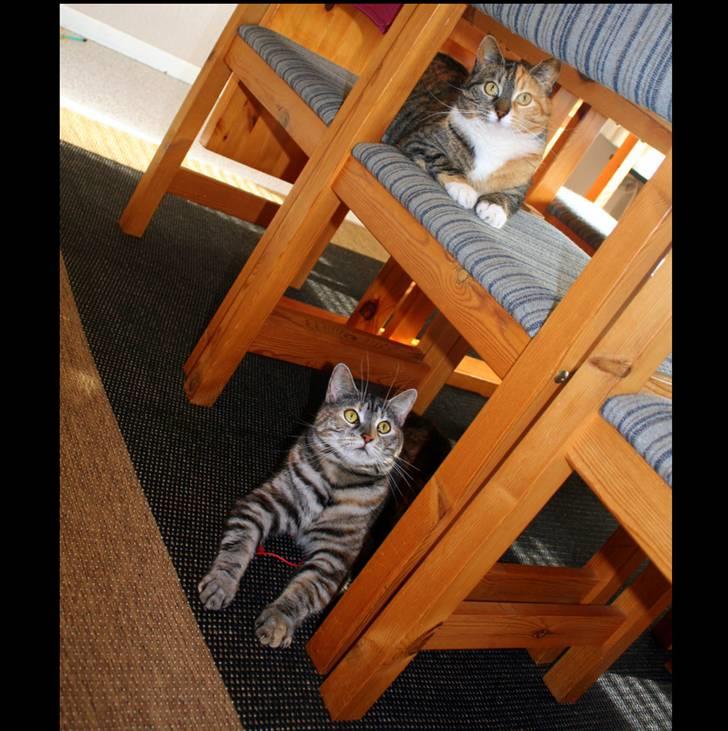 Blanding af racer Isabella billede 12