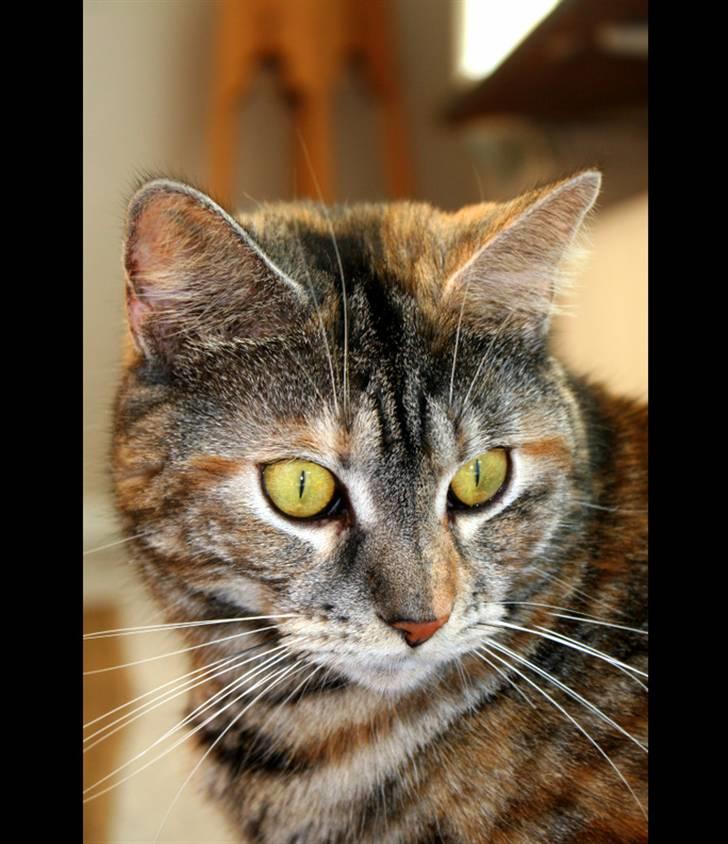 Blanding af racer Isabella billede 13