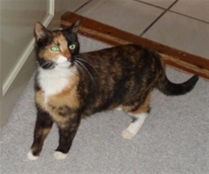 Huskat Shadow (Mussi) - aflivet :-( billede 1