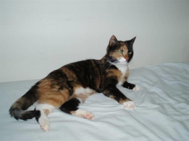 Huskat Shadow (Mussi) - aflivet :-( billede 2