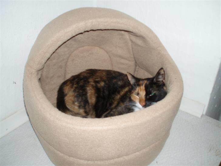 Huskat Shadow (Mussi) - aflivet :-( billede 3