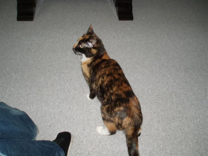 Huskat Shadow (Mussi) - aflivet :-( billede 4