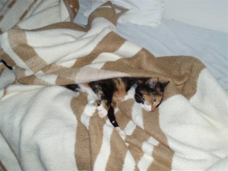 Huskat Shadow (Mussi) - aflivet :-( billede 5