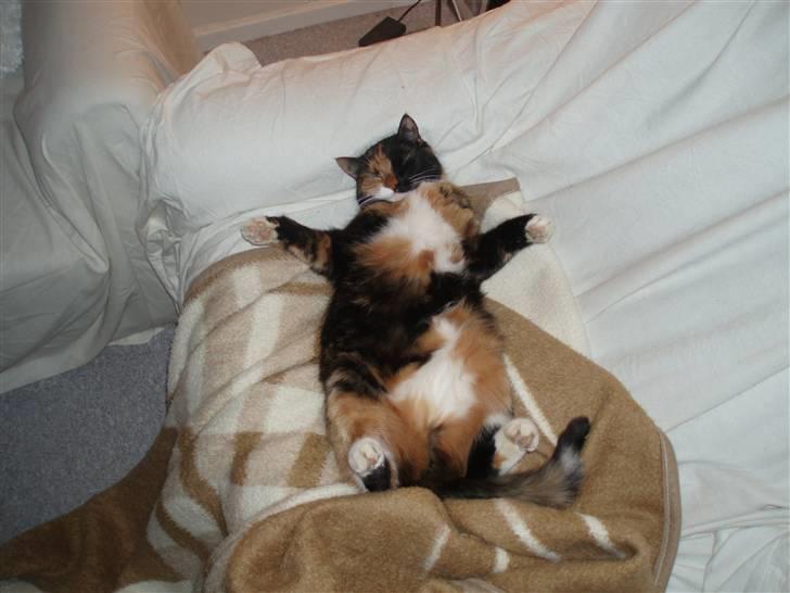 Huskat Shadow (Mussi) - aflivet :-( billede 6