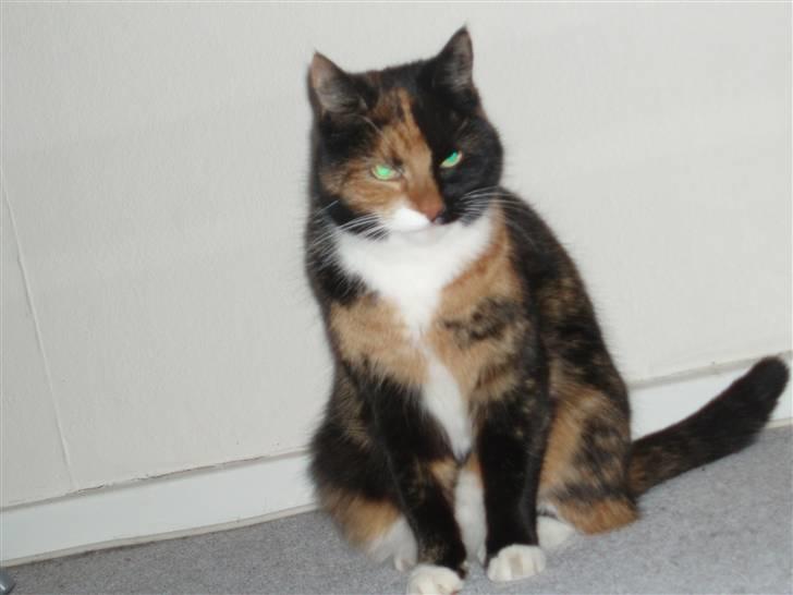 Huskat Shadow (Mussi) - aflivet :-( billede 7