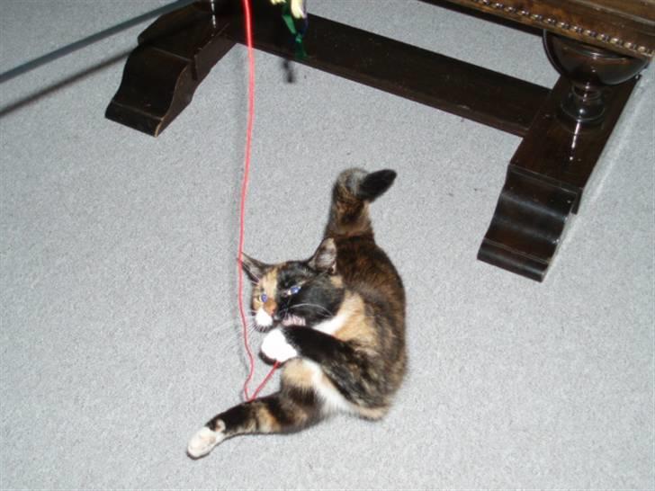 Huskat Shadow (Mussi) - aflivet :-( billede 8