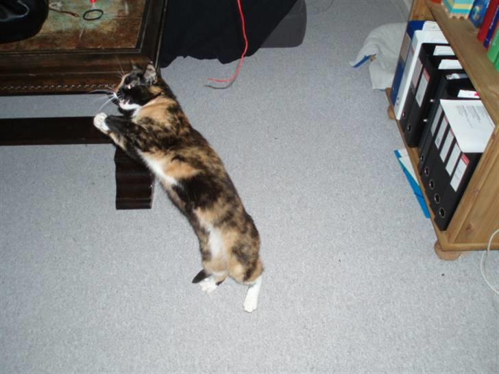 Huskat Shadow (Mussi) - aflivet :-( billede 9