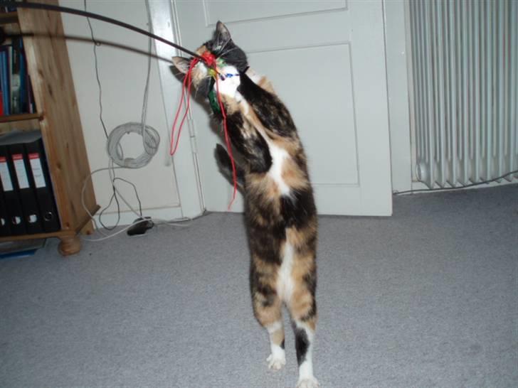 Huskat Shadow (Mussi) - aflivet :-( billede 10