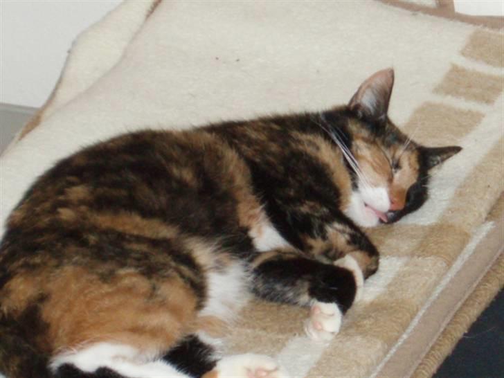 Huskat Shadow (Mussi) - aflivet :-( billede 11