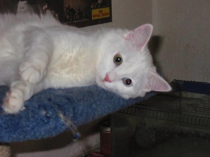 Tyrkisk Angora Soyadi's Ceres billede 2