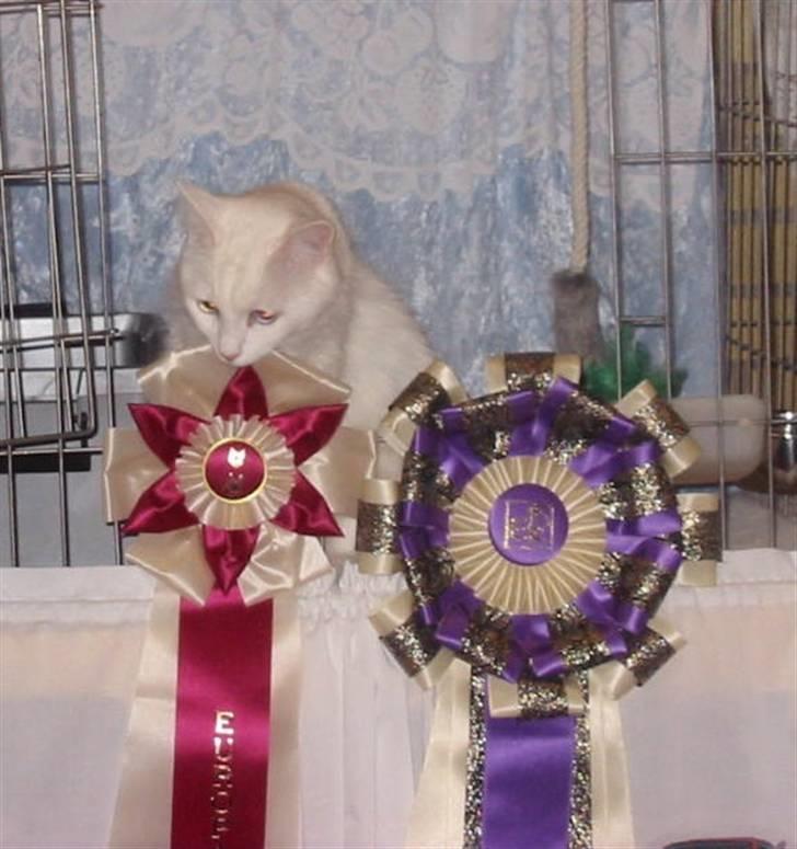 Tyrkisk Angora Soyadi's Ceres billede 4