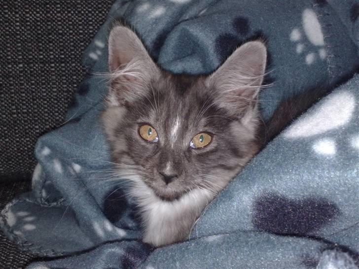 Maine Coon Chili - Chili er en rigtig putte gøj :) billede 16