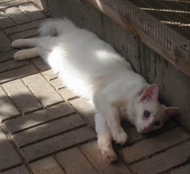Tyrkisk Angora Soyadi's Bayan billede 6