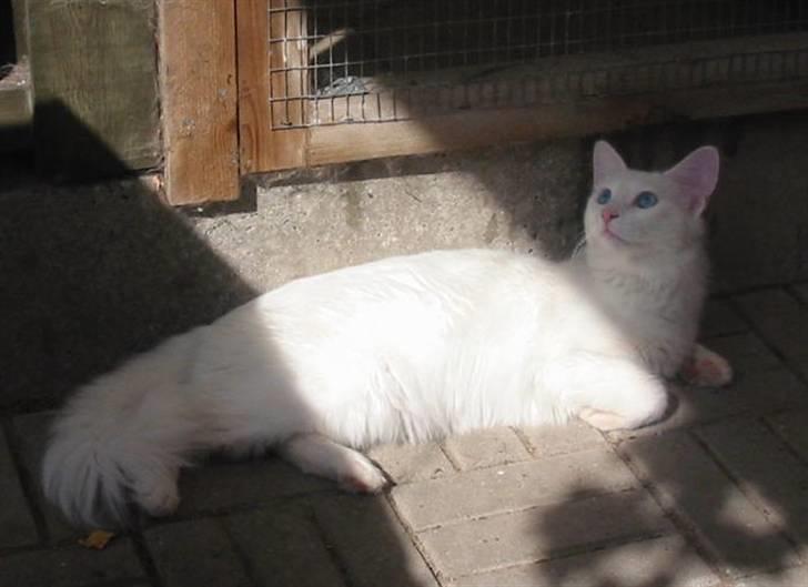 Tyrkisk Angora Soyadi's Bayan billede 7