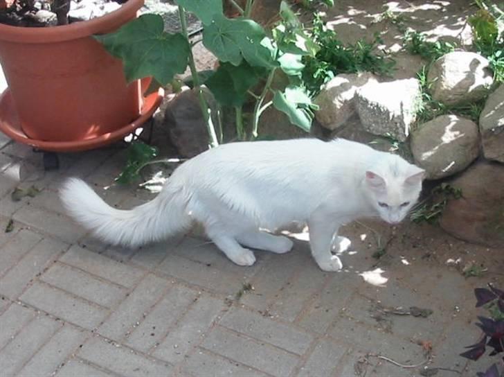 Tyrkisk Angora Soyadi's Bakir billede 4