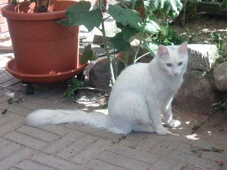 Tyrkisk Angora Soyadi's Bakir billede 5