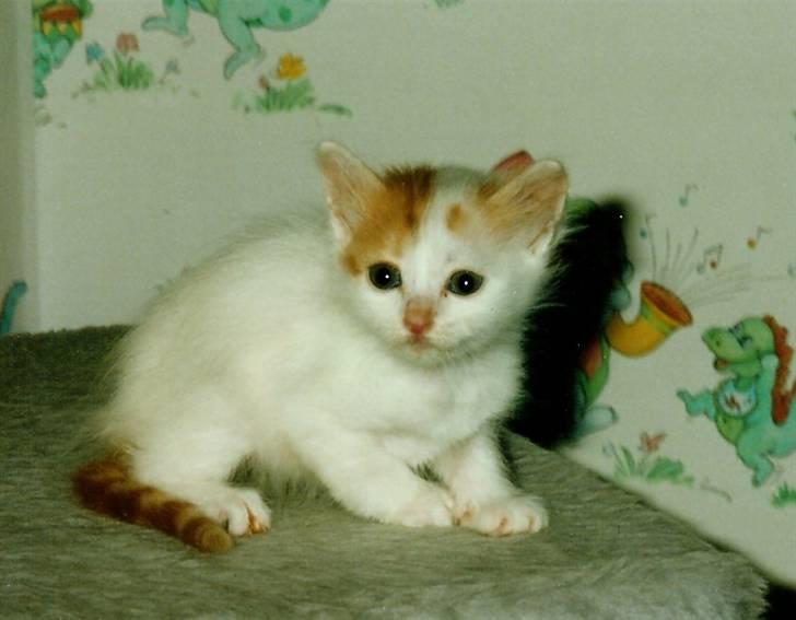 Tyrkisk Van Asturia's Nala - Asturia´s Nala som killing billede 2