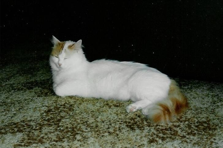 Tyrkisk Van Asturia's Nala billede 3