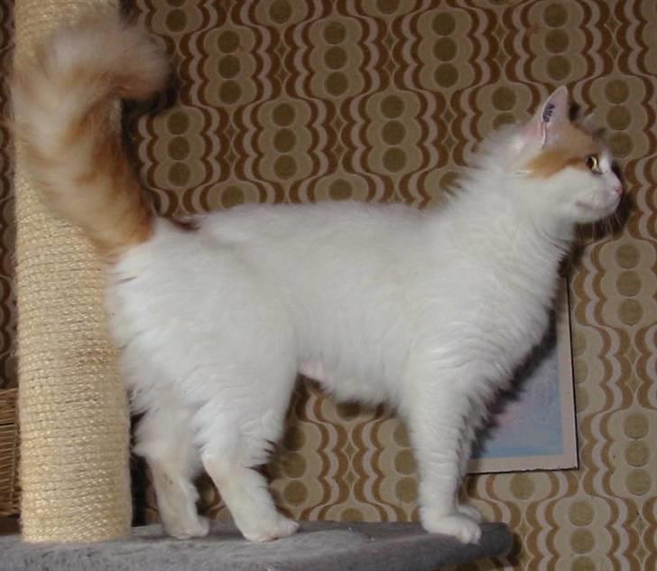 Tyrkisk Van Asturia's Nala billede 4