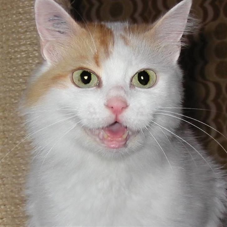 Tyrkisk Van Asturia's Nala billede 5