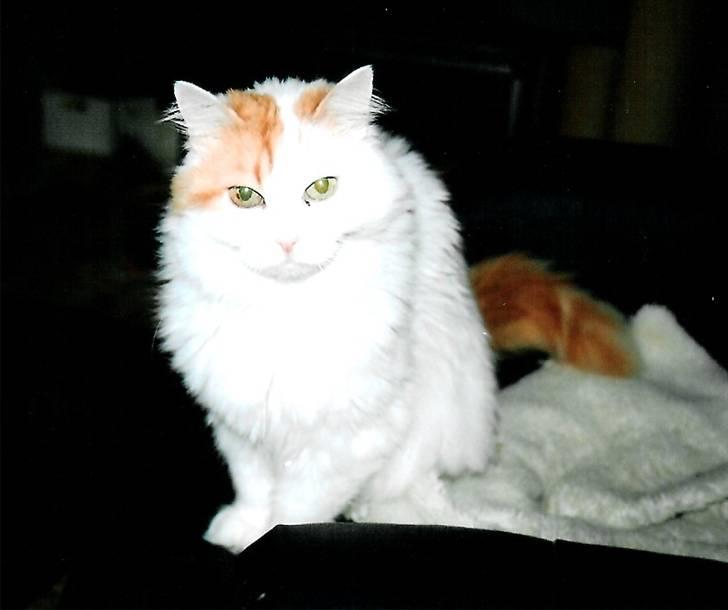 Tyrkisk Van Asturia's Nala billede 6