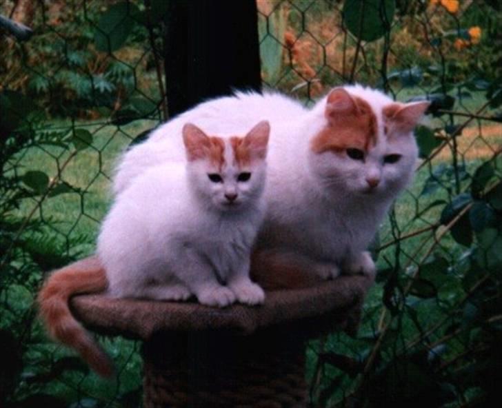 Tyrkisk Van Asturia's Nala - Nala med sin datter Soyadi´s Bilis billede 7