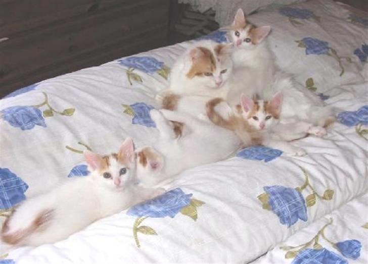 Tyrkisk Van Asturia's Nala - Nala med sit C-kuld billede 8