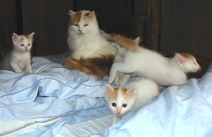 Tyrkisk Van Asturia's Nala - Nala med D-kuld billede 9