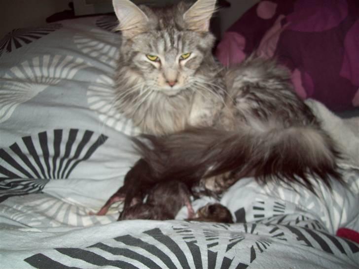 Maine Coon DK Zain Marquis´s Dodo billede 1