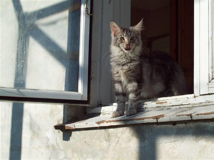 Maine Coon DK Zain Marquis´s Dodo billede 2