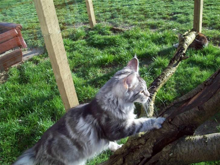 Maine Coon DK Zain Marquis´s Dodo billede 3