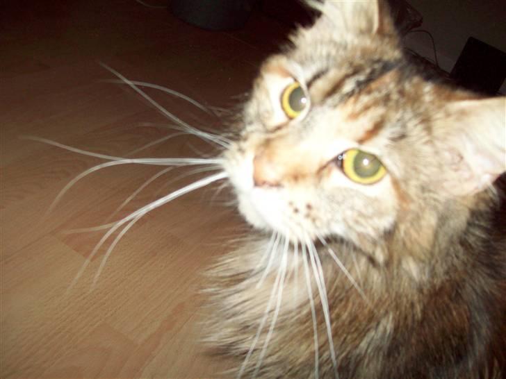 Maine Coon DK Vingsteds Nala billede 4
