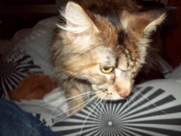 Maine Coon DK Vingsteds Nala billede 5