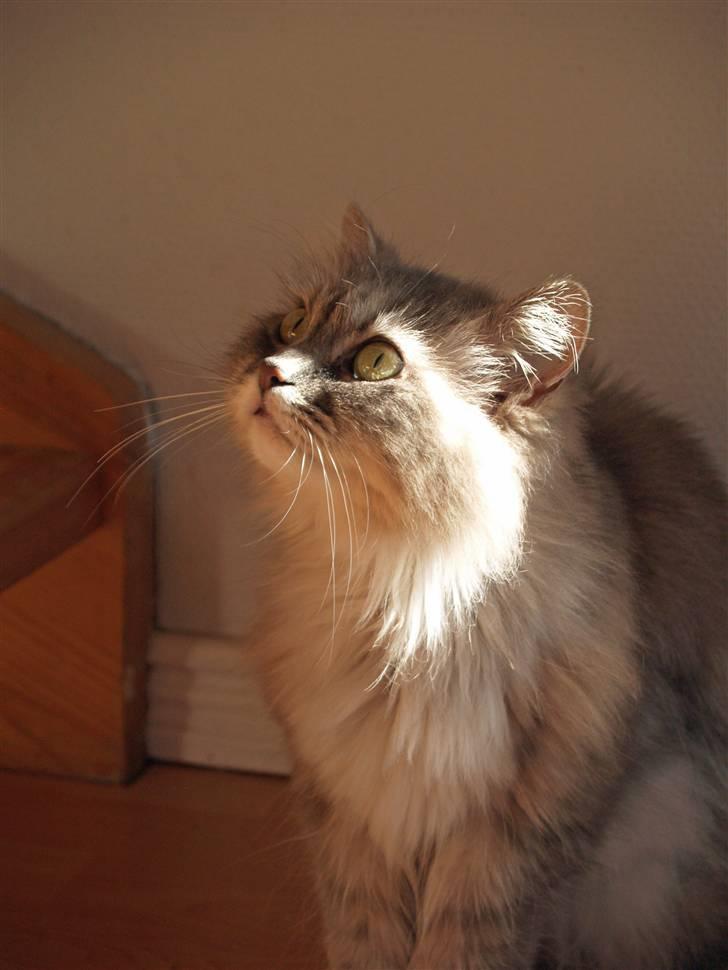 Blanding af racer Pjuske - April 2010 billede 13