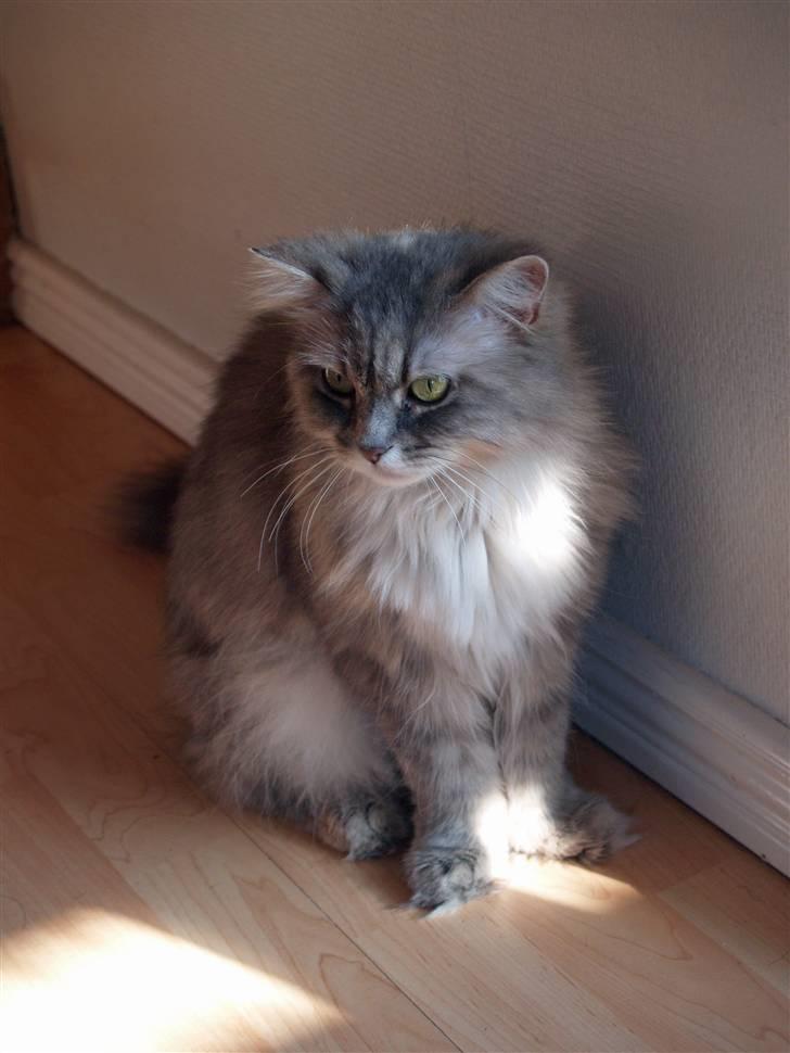 Blanding af racer Pjuske - April 2010 billede 14