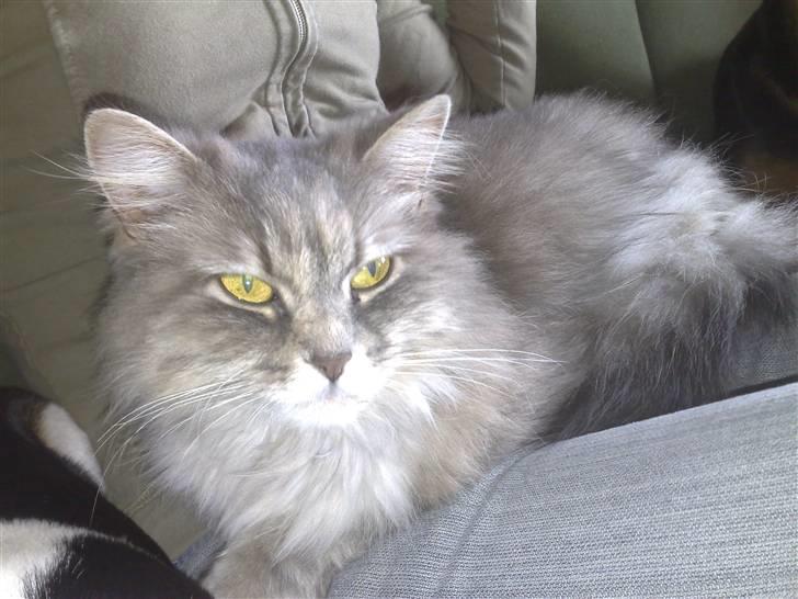 Blanding af racer Pjuske - Pjuske og jeg hygger i sofaen <3 Hun elsker at putte den søde mis :o) April 2010, mobil. billede 16